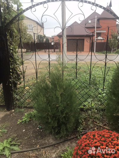 Саженцы туи