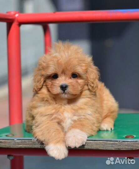 Мальтипу микро,мини, стандарт