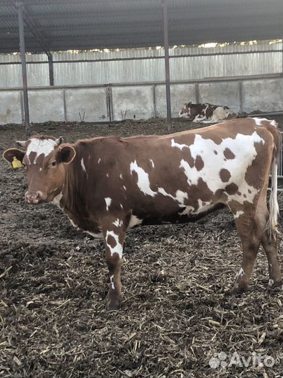 Коровы нетели