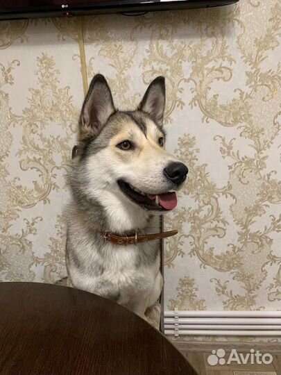 Сибирский хаски