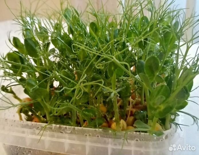 Горох Мадрас