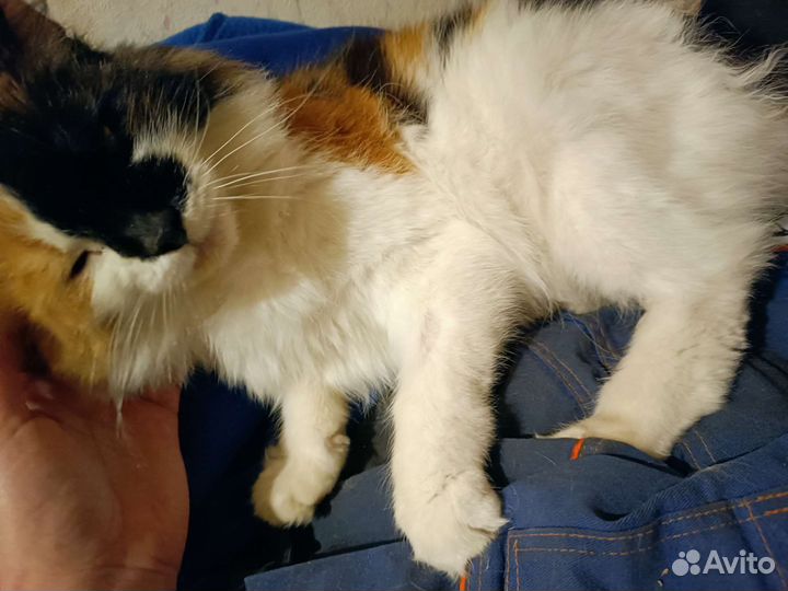 Взрослая красавица ищет дом