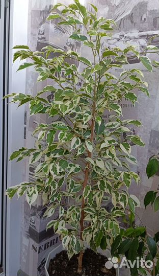 Комнатные цветы