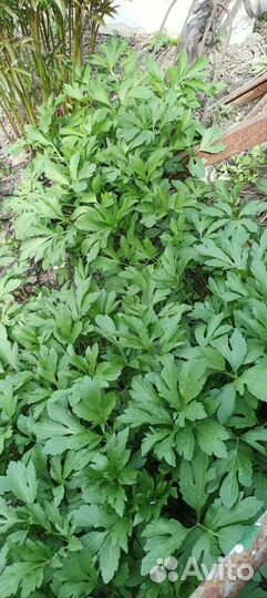 Золотой шар