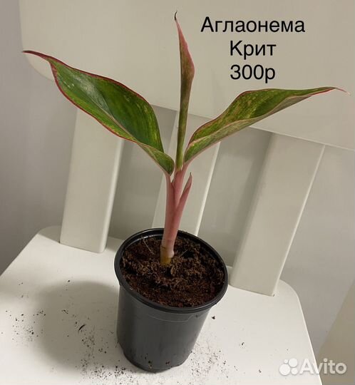 Аглаонема крит