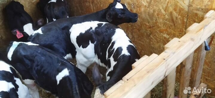 Телята бычки тёлки бесплатно доставка