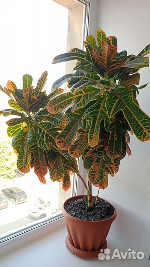 Кодиеум кротон