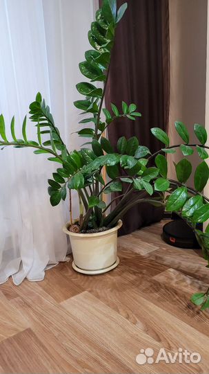 Замиокулькас