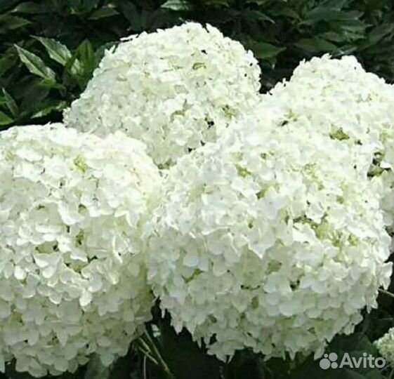 Гортензия древовидная