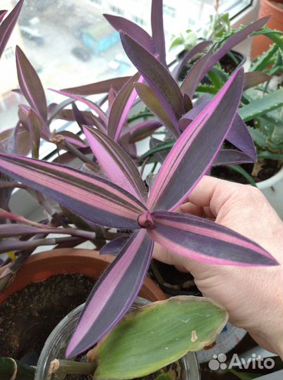 Сеткреазия вариегатная