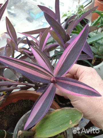 Сеткреазия вариегатная