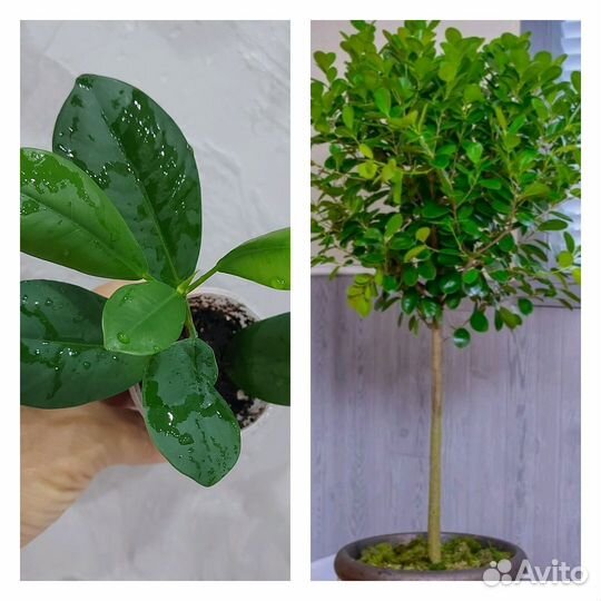 Фикус Макламе