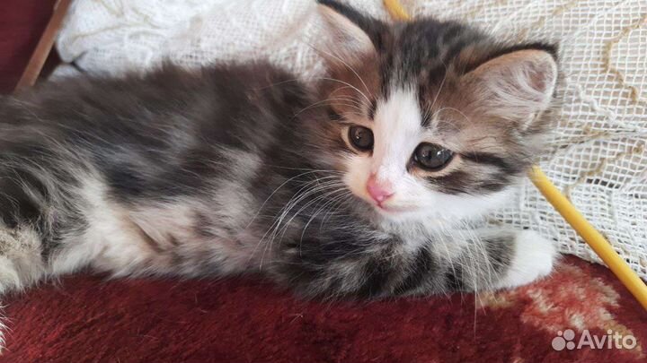 Кошка в дар