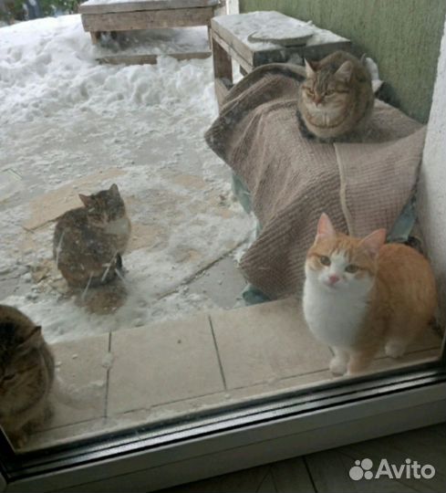 Котенок подросток