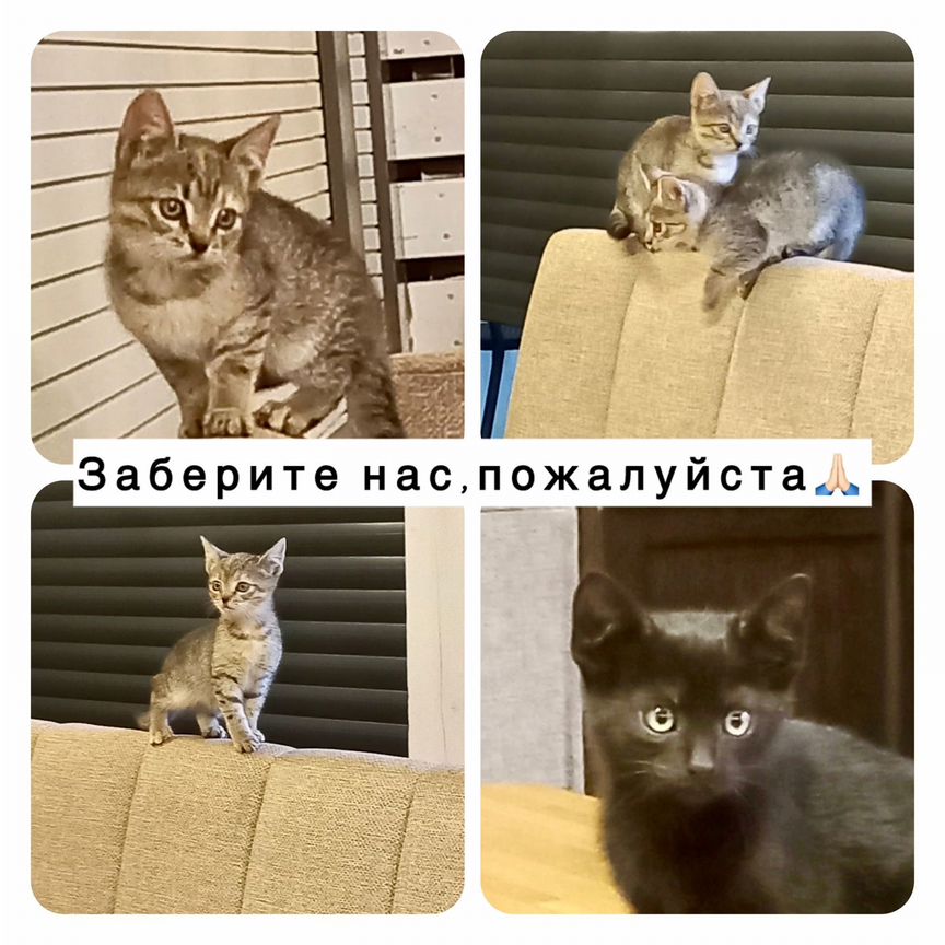 Котята в добрые руки