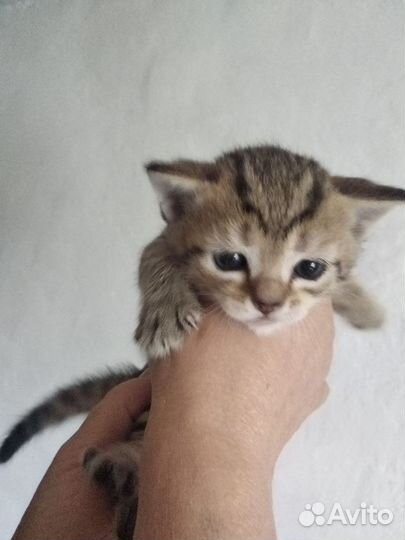 Шотландские котята