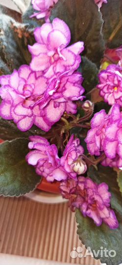 Сортовая фиалка(домашняя)