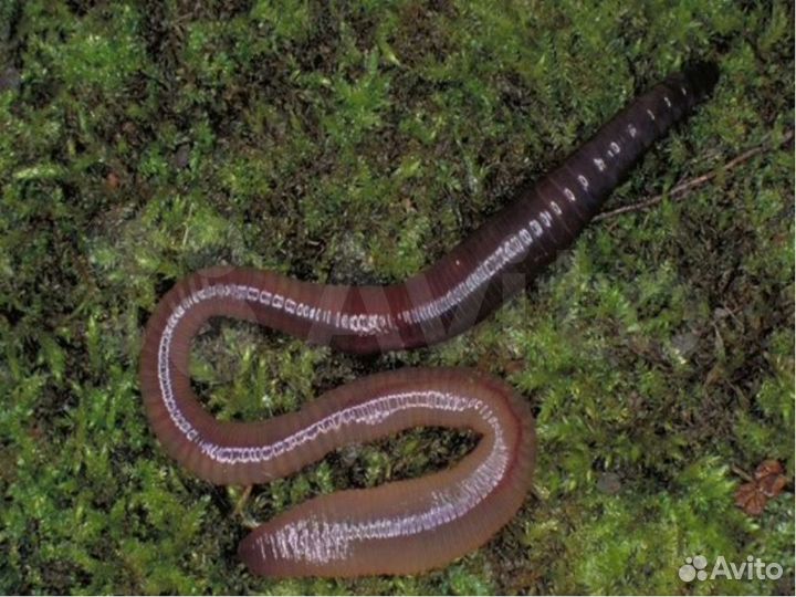 Крупные черви выползки. Насадка, наживка