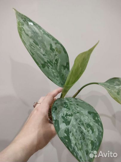 Аглаонема Siam Jade и Манила, антуриум Сирих