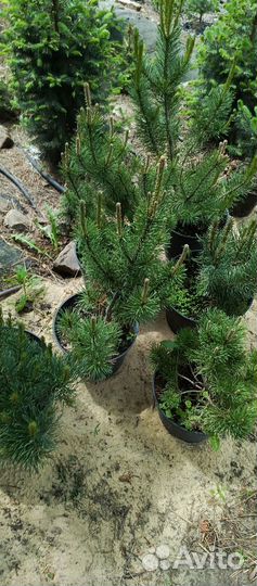 Сосна горная пумилио