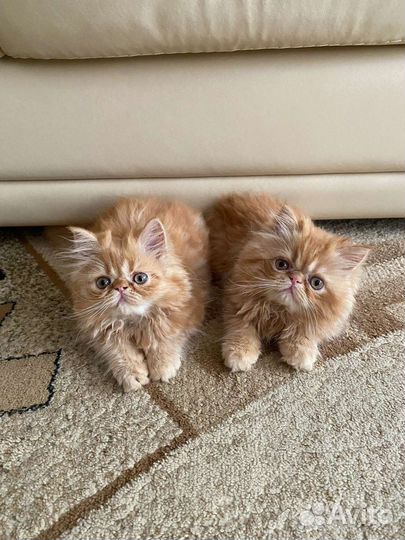 Персидская