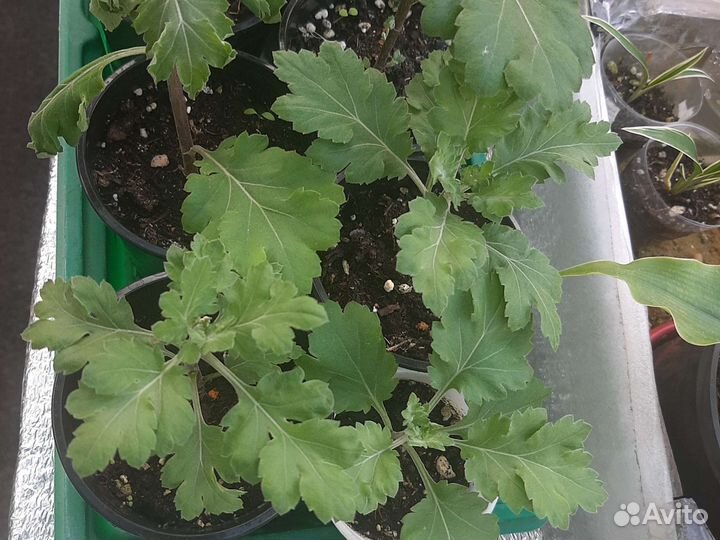 Хризантема корейская 