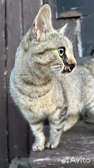 Особенная кошка