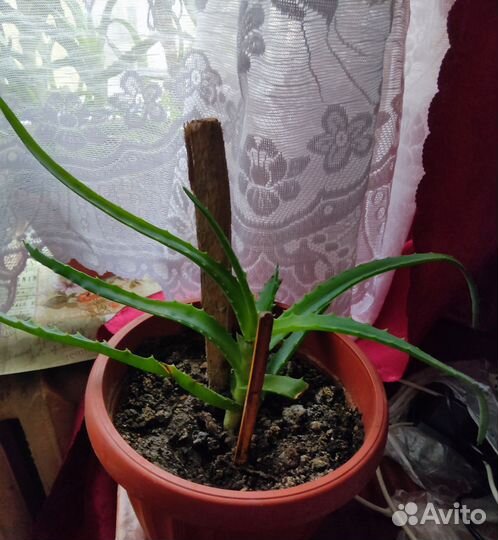 Алоэ для лечения