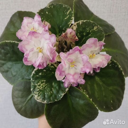 Фиалка Провинциалка