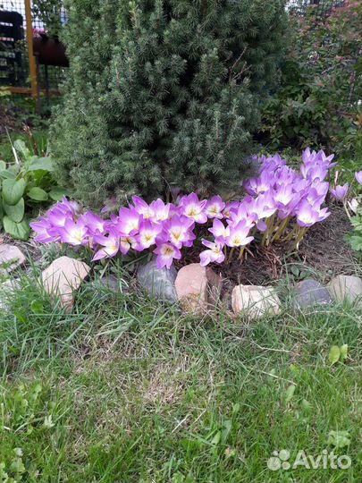 Многолетние цветы