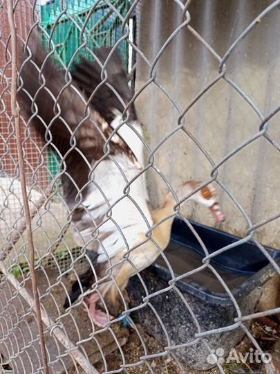 Нильские гуси двух,трёхлетние, огарь 3-лет, пишите