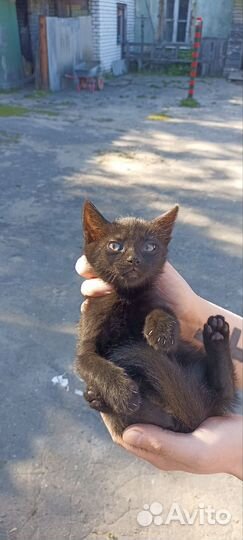 Кошечка в добрые руки