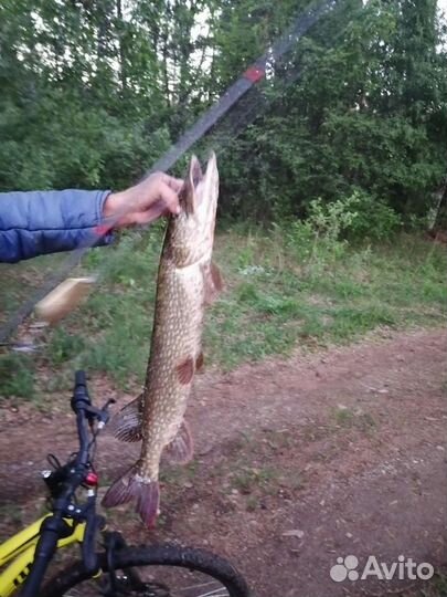 Платная рыбалка