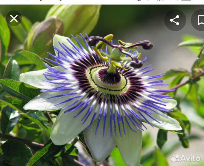 Пассифлора