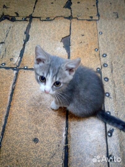 Две кошечки