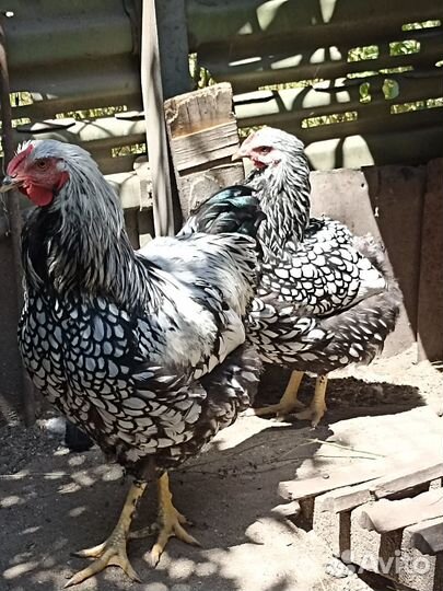 Петухи - Виандот серебро, Оргпингтон палевый
