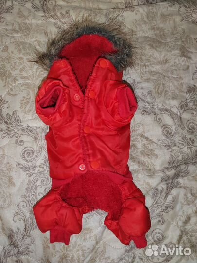 Одежда для чихуахуа