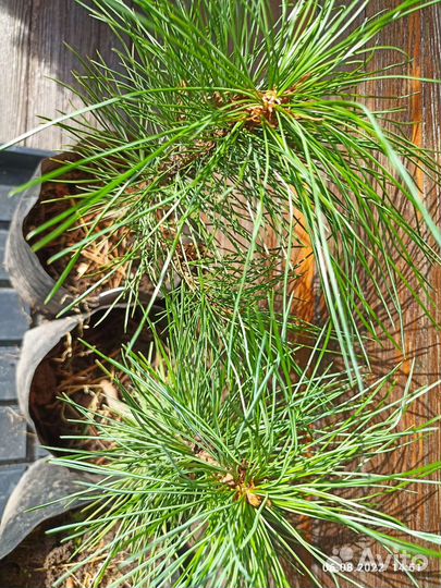 Кедр саженец высотой 25-28 см