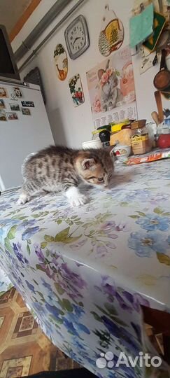 Котята в добрые руки бесплатно