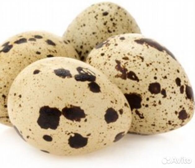 Яйца перепелиные