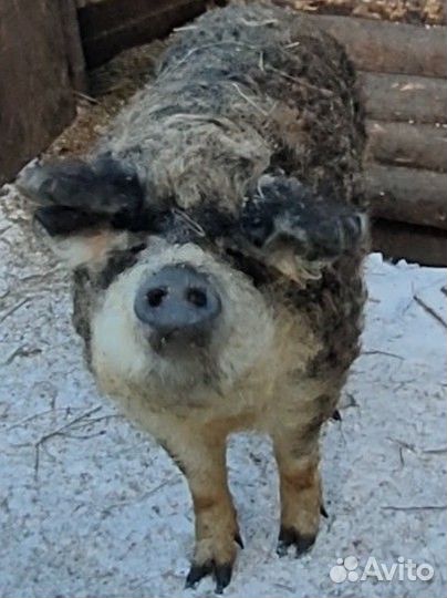 Поросята Венгерской Мангалицы