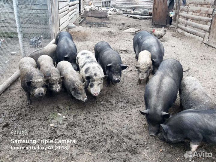 Вьетнамские вислобрюхие поросята