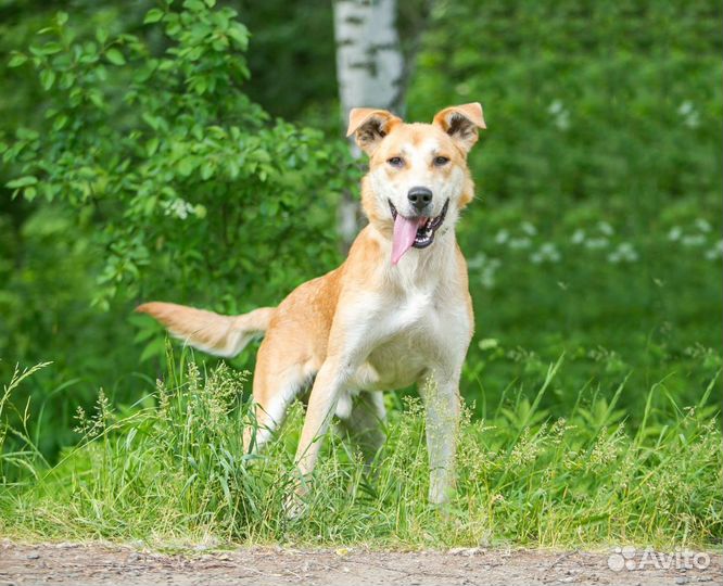 Ваш пёс у нас