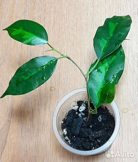 Фикусы сортовые