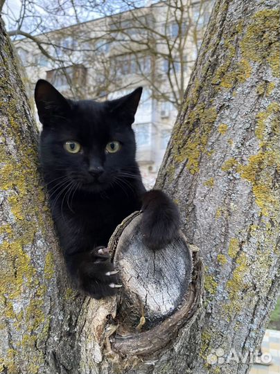 Котята разные