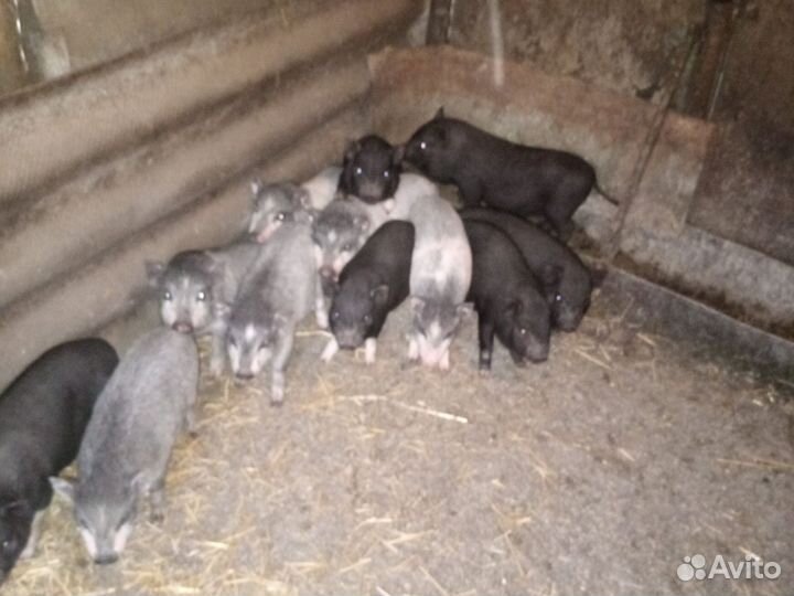 Вьетнамские поросята