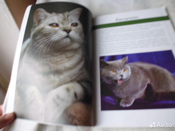 Книги про кошек