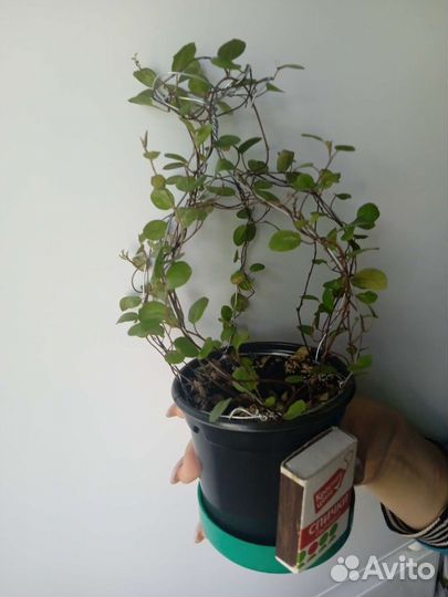 Комнатные цветы Мюленбекия