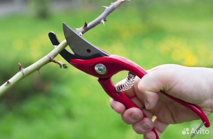 Обрезка сада