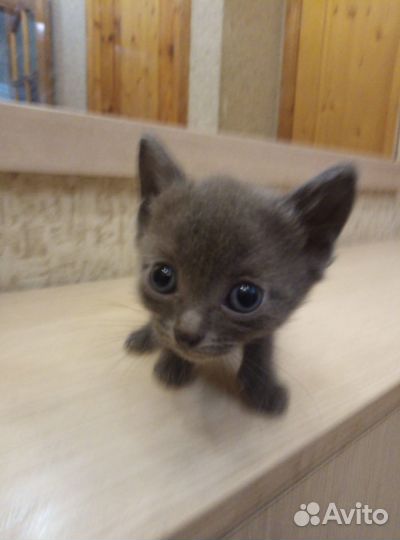 Домашний котёнок